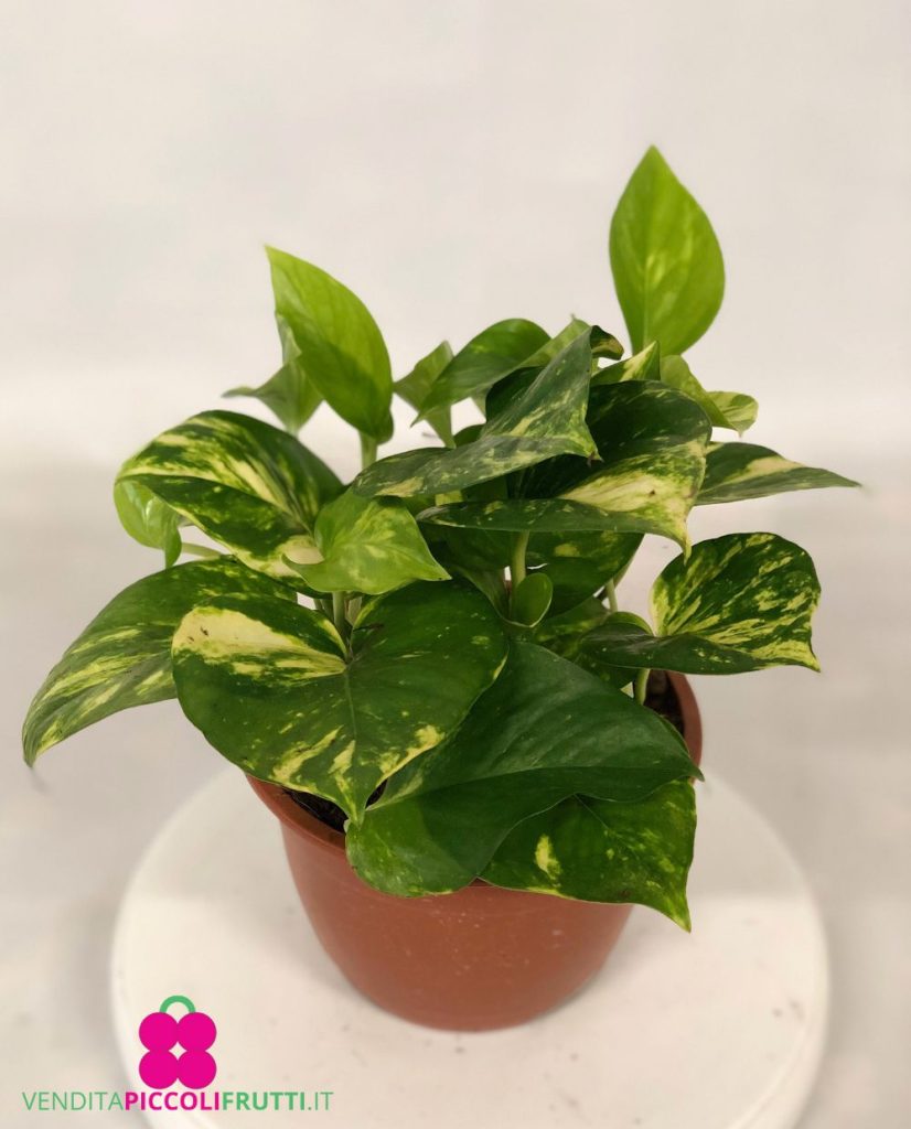 POTHOS AUREUS 'Epipremnum Aureum' - immagine 2